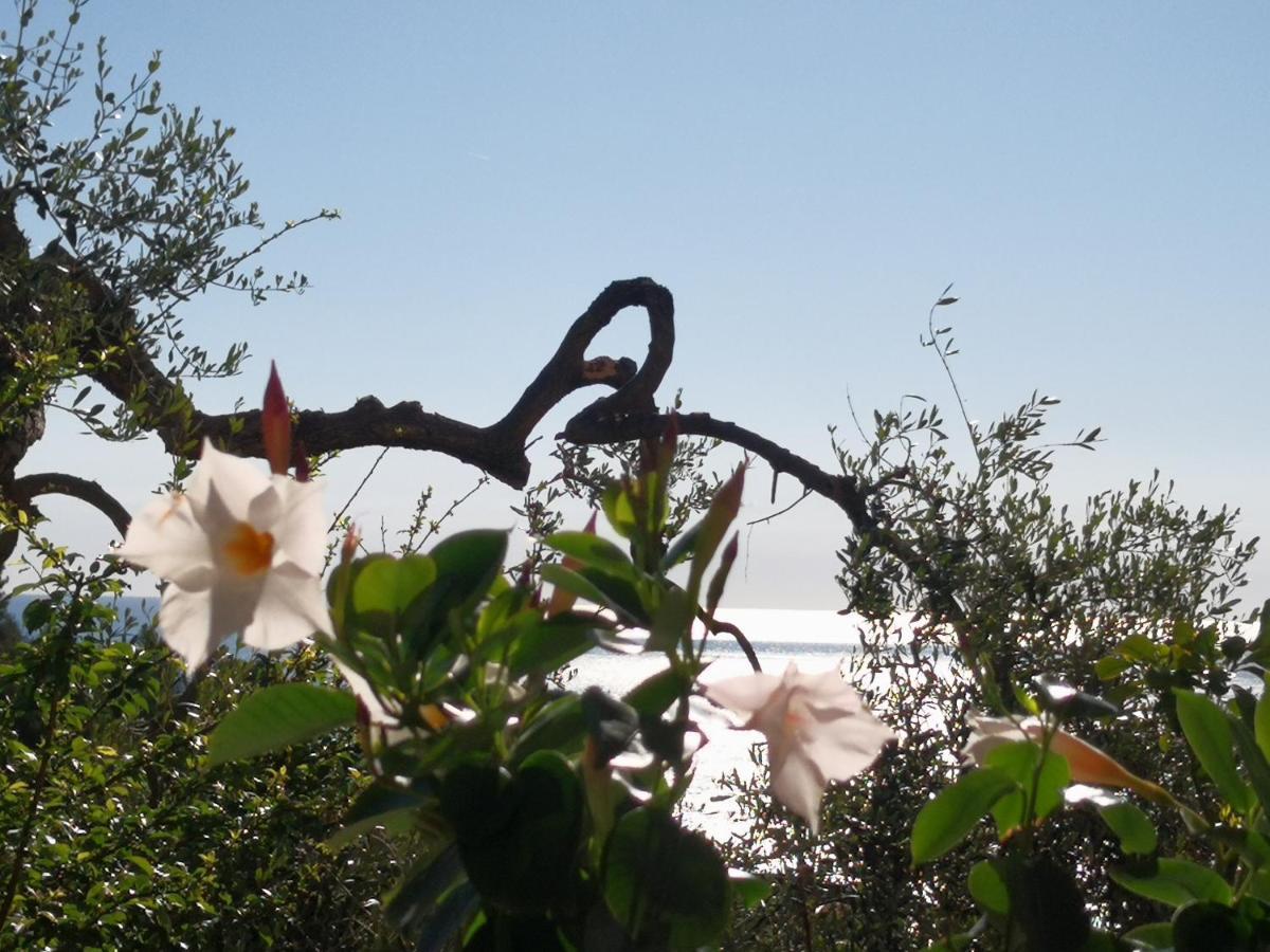 Florinda Lemon'S Suite Cervo Exterior foto